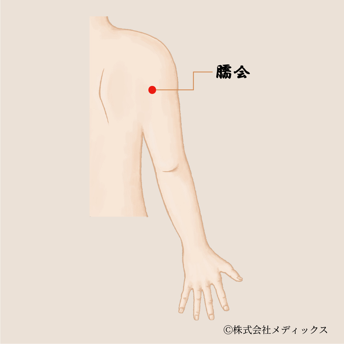 【臑会】肩から腕への巡りを促す上腕のツボ|メディックスブログ