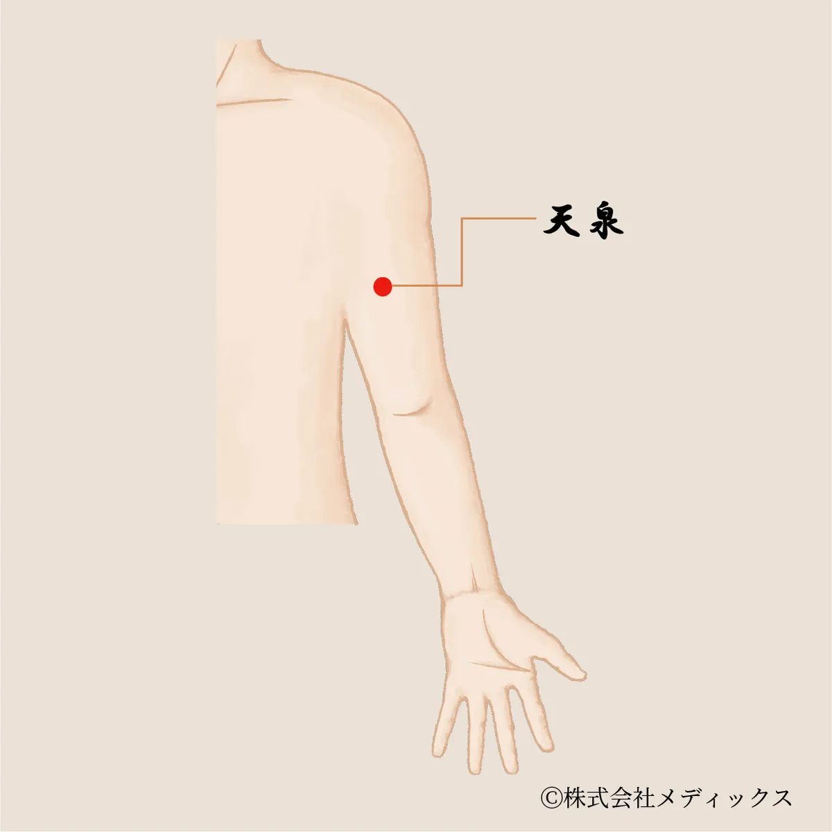 【天泉】肩・腕・心をゆるめる、上半身を癒す穏やかなツボ