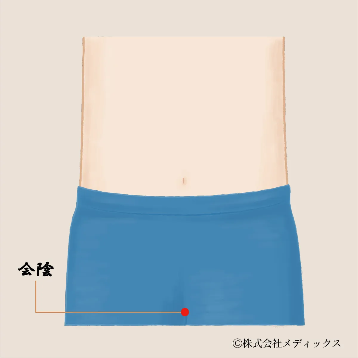 【会陰】泌尿器と骨盤のバランスを整える重要なツボ