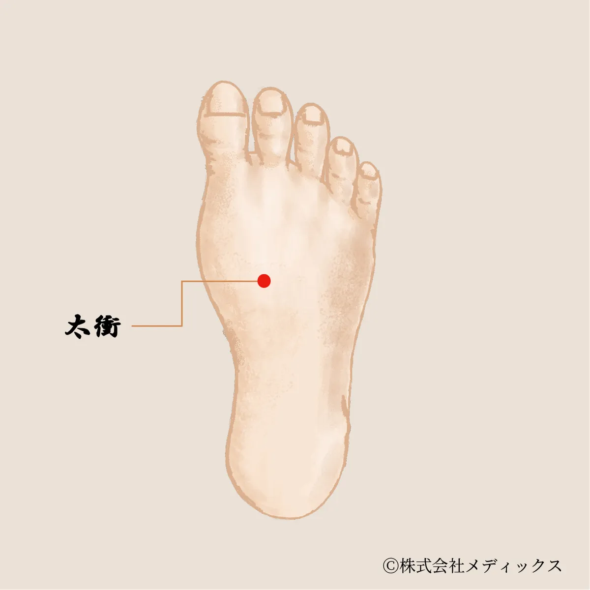 【太衝】肝経の重要ポイント、ストレス緩和の要となるツボ