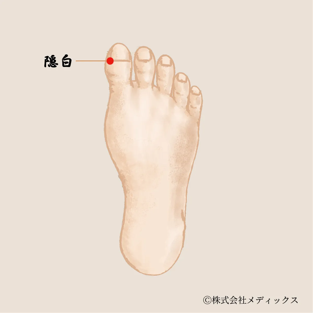 【隠白】内臓機能を整える足の重要なツボ