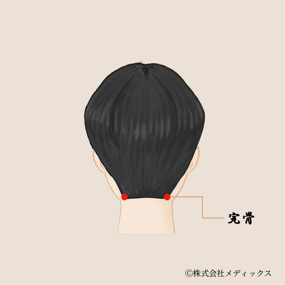【完骨】頭と首の境目を整える後頭部のツボ