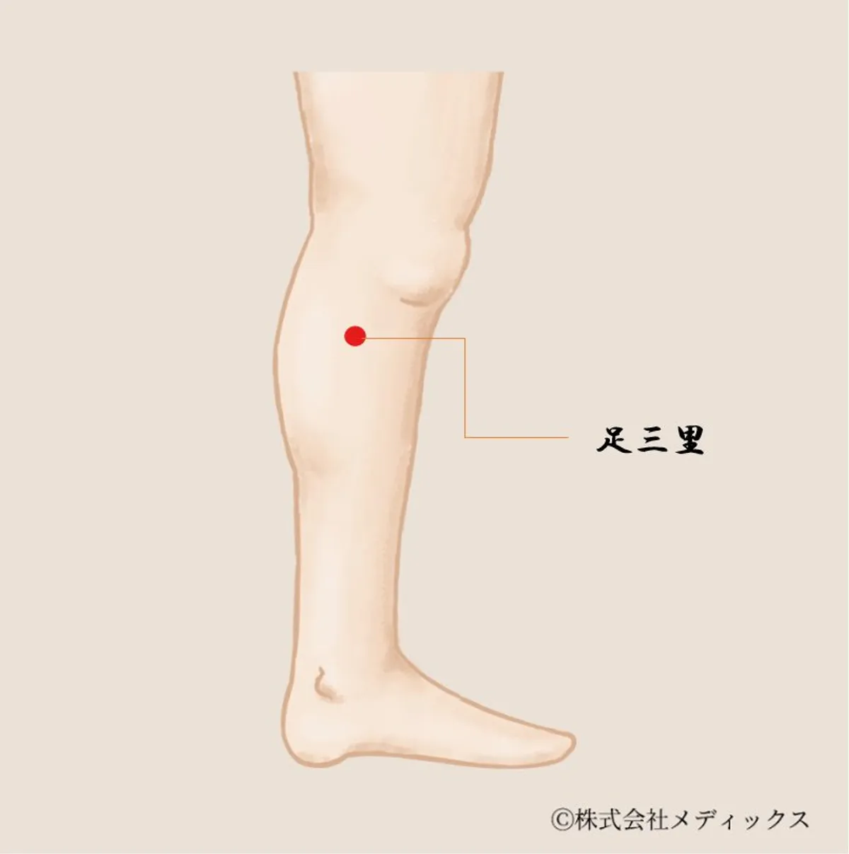【足三里】胃腸の調子を整える万能ツボ