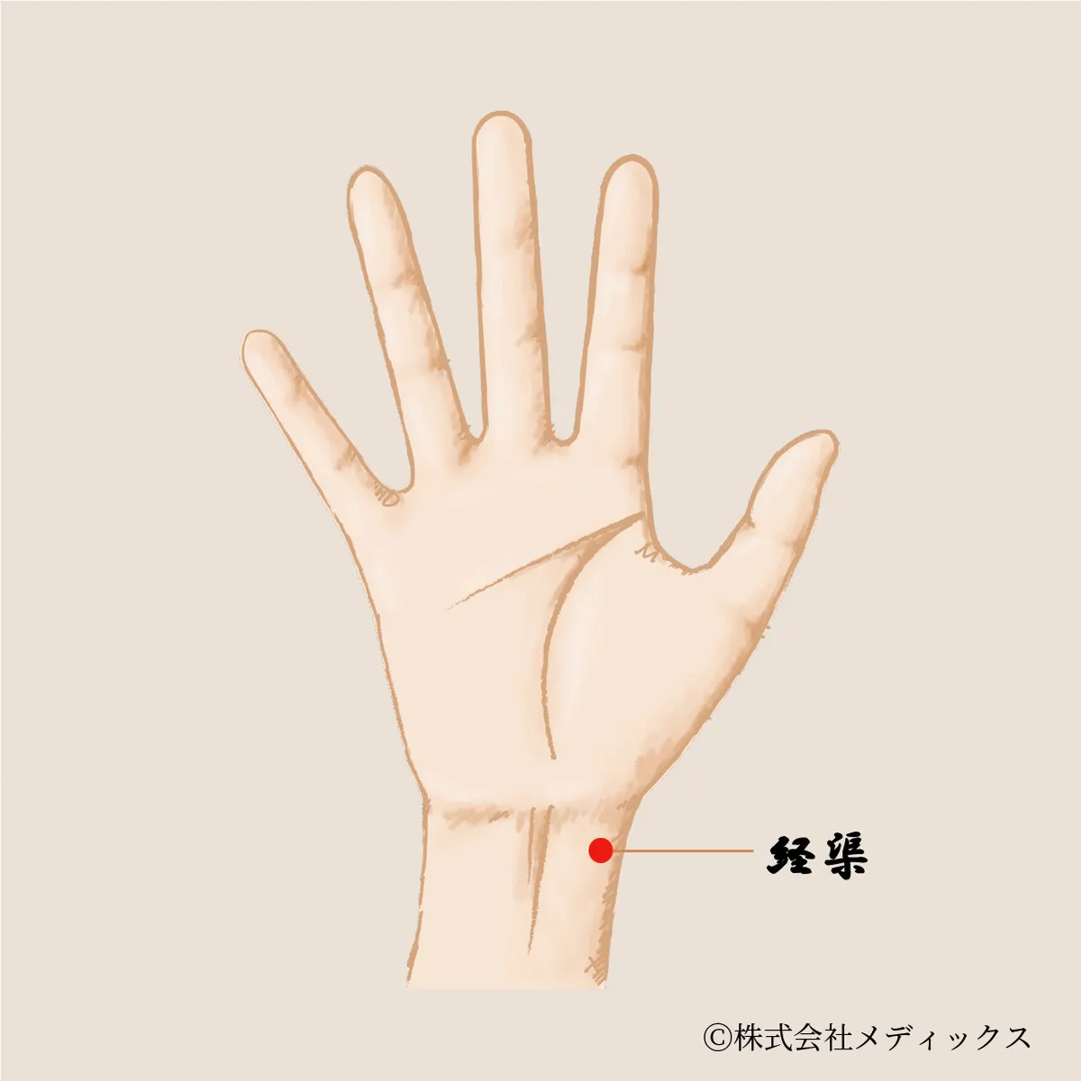 経渠】免疫力を高め、心身を整える重要なツボ｜メディックスブログ
